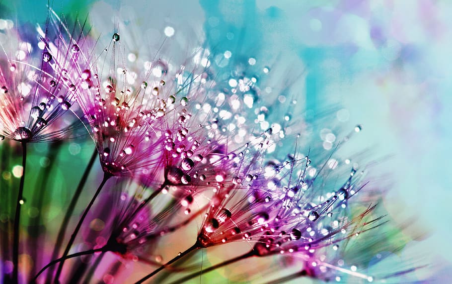 purple silk flowers with dewdrops photogarphy, nature, flora, HD wallpaper
