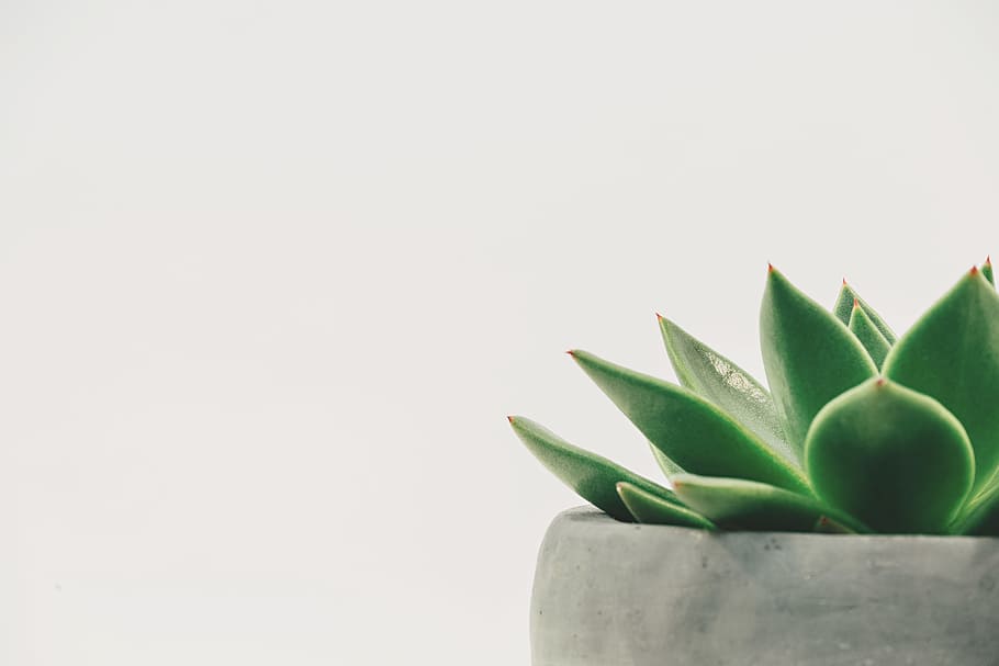 green plant, green succulent on gray pot, Potted, botanical, minimalist, HD wallpaper