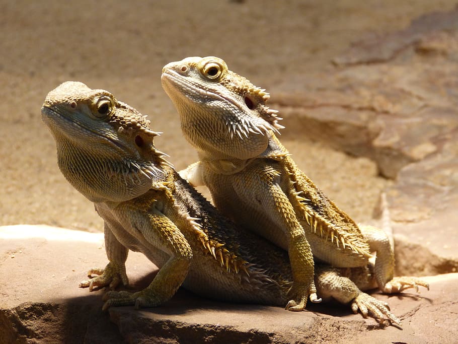 Reptile, Bearded Dragon, pogona vitticeps, animal, scale, creature, HD wallpaper