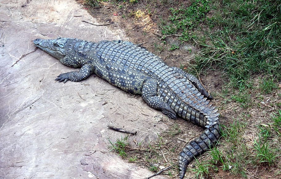 alligator lying near grass, Reptile, Crocodile, wildlife, dangerous, HD wallpaper